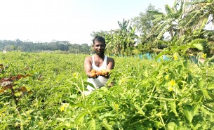 লালমোহনে টমেটোর ভালো ফলনে কৃষকের মুখে হাসি