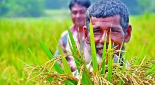 ৫ মাসে কৃষি ঋণ বিতরণ সাড়ে ১৪ হাজার কোটি টাকা