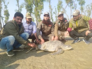 মনপুরায় ৬০ কেজি ওজনের কচ্ছপ উদ্ধার, মেঘনা নদীতে অবমুক্ত