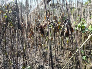 ভোলায় দুর্বৃত্তের  আগুনে পুরলো কৃষকের পানের বরজ