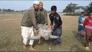 মনপুরায় আবারও বিরল প্রজাতির সামুদ্রিক কচ্ছপ উদ্ধার