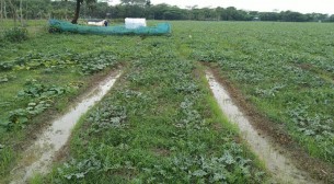 ভোলায় চলতি মৌসুমে তরমুজের বাম্পার ফলনের সম্ভাবনা