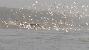 ভোলার বিভিন্ন চরাঞ্চলে অতিথি পাখিদের কলকাকলিতে মুখরিত