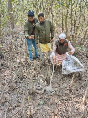 মনপুরায় উদ্ধারকৃত বিষধর রাসেল ভাইপার সাপ বনে অবমুক্ত
