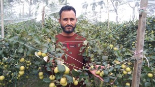 লালমোহনে যুবক হোসেনের বরই বাগানে ব্যাপক ফলন