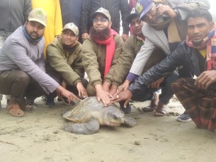 মনপুরায় বিরল প্রজাতির সামুদ্রিক কচ্ছপ উদ্ধার করে  মেঘনায় অবমুক্ত