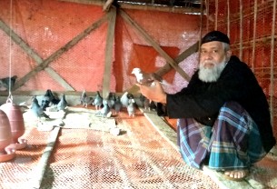 শখের কবুতরে মিটছে পরিবারের চাহিদা, হচ্ছে বাড়তি আয়