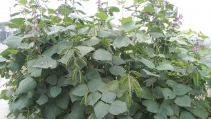 লালমোহনে সড়কের পাশে শিম চাষে কৃষকের সাফল্য