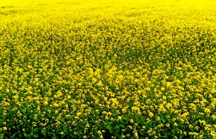 লালমোহনে সরিষা ক্ষেত সেজেছে হলুদ রঙে