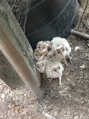 চরফ্যাশনে মাদরাসা ভবনে হুতুম পেঁচার বাচ্চা