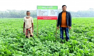 লালমোহনের আলু চাষীরা শেষ মুহূর্তে ক্ষেতের পরিচর্যায় ব্যস্ত