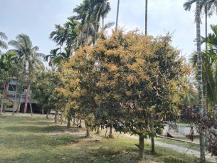 লালমোহনে গাছে গাছে  আমের মুকুল
