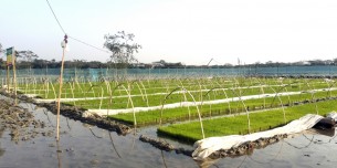 লালমোহনে সমলয় পদ্ধতিতে ধান চাষ অধিক ফলনের স্বপ্ন দেখছেন কৃষকরা