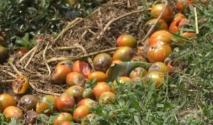 ভোলায় টমেটো খেতে  রোগের আক্রমন