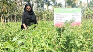 টমেটো চাষে বাড়তি উপার্জনের আশা লালমোহনের গৃহিণী মিনারা’র