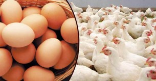 বুধবার থেকে ১০ টাকায় ডিম, ২০০ টাকা কেজি ব্রয়লার বিক্রি করবে বিপিএ