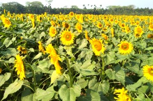 লালমোহনে লাভজনক হওয়ায় বেড়েছে সূর্যমুখীর চাষ