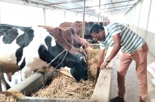 লালমোহনে গরুর খামার করে মনিরুজ্জামানের সফলতা