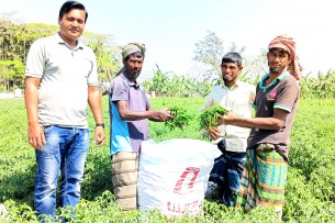 লালমোহনে কৃষকদের কাঁচা মরিচ বিক্রির ধুম