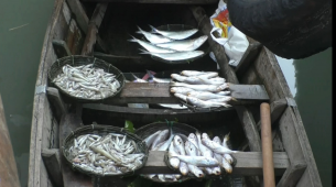 নিষেধাজ্ঞা অমান্য করে ভোলার মেঘনা ও তেঁতুলিয়া নদীতে চলছে মাছ ধরার মহোউৎসব