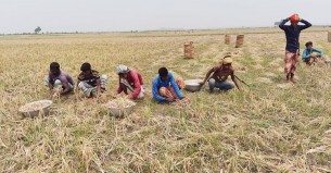 ভরা মৌসুমে পেঁয়াজ আমদানি, চাষিদের মাথায় হাত