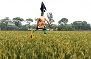 লালমোহনে ফসল রক্ষায় কৃষকের অতন্দ্রপ্রহরী কাকতাড়ুয়া