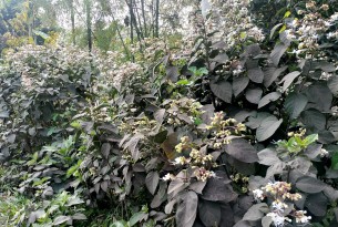 লালমোহনে নয়নাভিরাম ভাঁটফুলের শুভ্রতায় পুলকিত প্রকৃতিপ্রেমীরা