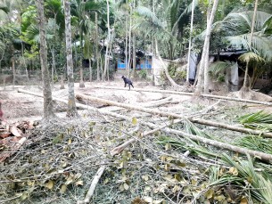ভোলায় অন্যের ভোগদখলীয় জমির গাছ কেটে দখলের চেষ্টা