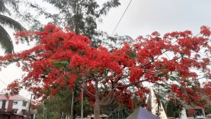 লালমোহনের গাছে গাছে শোভা পাচ্ছে মনোরম সৌন্দর্য কৃষ্ণচূড়া ফুল