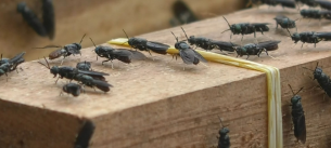 চরফ্যাশনে মাছি চাষ করে সফল মিজানুর রহমান