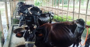 গরমে ওজন কমছে পশুর, দুশ্চিন্তায় খামারি