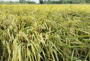 লালমোহনে ধানের বাম্পার ফলন।। ৬৩ হাজার ৭ মেট্রিক টন ধান উৎপাদনের সম্ভাবনা
