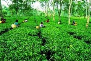 আগামীকাল রক্তে ভেজা চা শ্রমিক দিবস