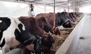 লালমোহনে কোরবানির জন্য প্রস্তুত ১৫ হাজার ৫টি গবাদি পশু