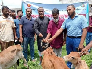 ভোলায় বিকল্প কর্মসংস্থানের লক্ষ্যে জেলেদের মধ্যে বাছুর বিতরণ