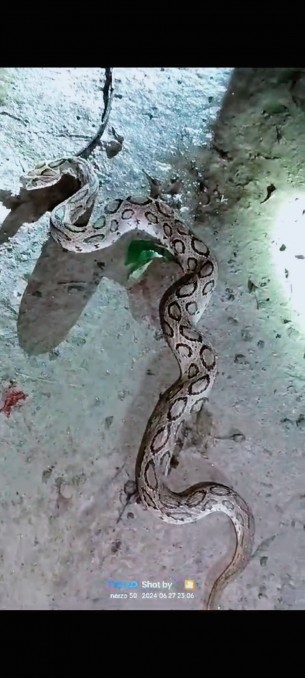 দৌলতখানে রাসেলস ভাইপার হাত থেকে প্রাণ বাঁচাল পোষা বিড়াল