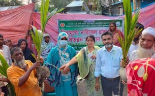 ভোলায় ৩০ হাজার নারিকেল চারা বিতরণ করা হচ্ছে