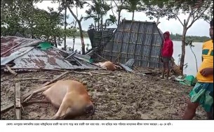 মনপুরায় ঘুর্ণিঝড় রেমালের তান্ডবে বিধ্বস্ত পরিবারে হাহাকার   মারা যাচ্ছে গবাদিপশু মাছ মিঠা পানির সংকট প্রকট ছড়িয়ে পড়ছে পানি বাহিত নানা রোগ