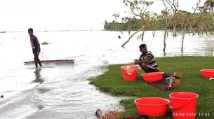 ভোলায় নির্বিচারে নিধন হচ্ছে অবৈধ গলদা ও বাগদা রেনু