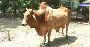 এবার ঈদে ভোলার আকর্ষণ ২৫ মণের লাল চাঁন