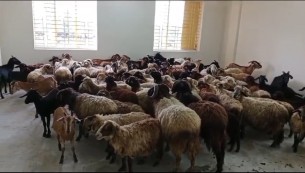 ভোলায় ঘূর্ণিঝড় রেমালের তান্ডবে ১৬ হাজার গবাদিপশু পাখির মৃত্যু