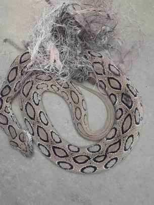 ভোলায় একই দিনে বিষধর দুই রাসেল ভাইপার উদ্ধার