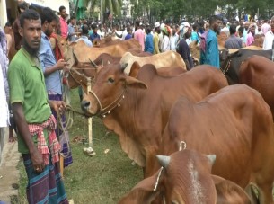 ভোলায় জমে ওঠেছে পশুর হাট দাম চওড়া হওয়ায় বিক্রি কম