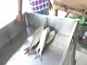 বর্ষা মৌসুমেও ভোলার মেঘনা ও  তেঁতুলিয়া নদীতে ইলিশের সংকট জেলেরা চরম বিপাকে