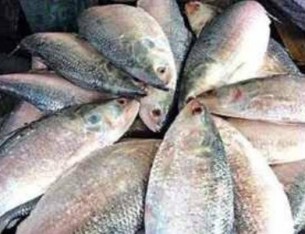 ভোলায় ১ লক্ষ ৮৫ হাজার মেট্রিক টন ইলিশ উৎপাদনের লক্ষ্যমাত্রা