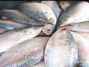 ভোলায় নদীতে জেলেদের জালে ধরা পড়ছে প্রচুর রুপালি ইলিশ