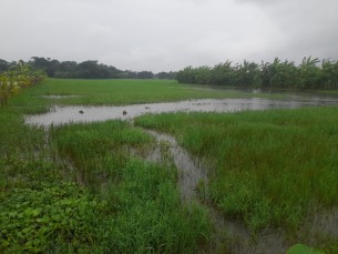 চরফ্যাশনে প্রবাসীর জমি দখলের অভিযোগ