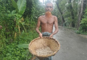 লালমোহনে লাল পিঁপড়ার ডিম সংগ্রহ ও বিক্রিতে চলে জীবিকা