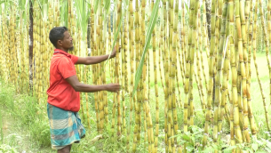 ভোলায় আখের সাথে সাথী ফসল আলু আবাদে দ্বিগুন লাভবান কৃষকরা
