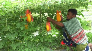 ভোলায় গ্রীস্মকালীন তরমুজ চাষ করে লাভবান কৃষকরা